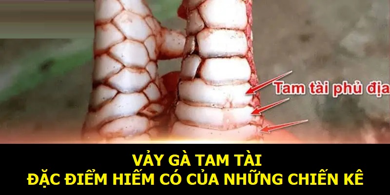 vảy gà tam tài