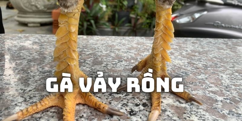 gà vảy rồng